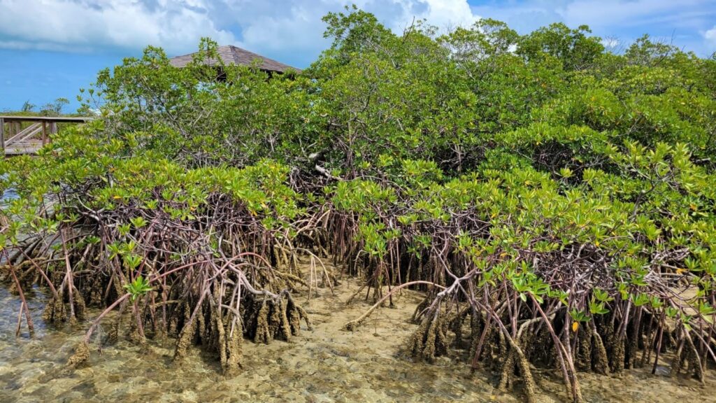 Call for Proposals - First Call for Project Concepts for the BPAF's Marine Conservation Program Grants