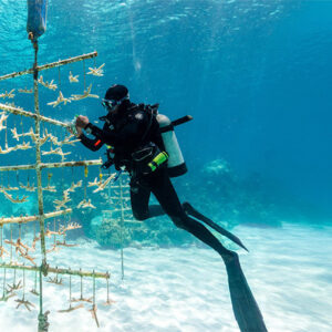Coral Reef Restoration - Donation  $50