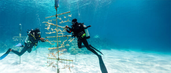 Coral Reef Restoration - Donation  $50