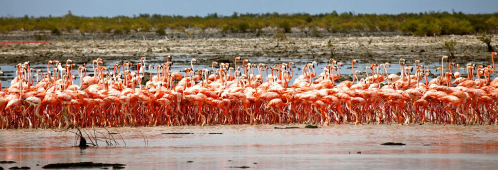 Call for Proposals - Second Call for Project Concepts for the BPAF's Marine Conservation Program Grants